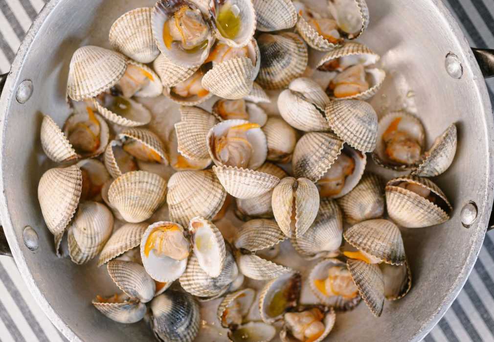 Bivalves da Ria de Aveiro